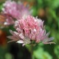 Preview: Schnittlauch Rose Water (Pflanze)