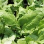 Preview: Schnitt-Mangold Verde da Taglio (Samen)