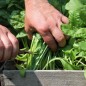 Preview: Schnitt-Mangold Verde da Taglio (Samen)