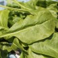 Preview: Schnitt-Mangold Verde da Taglio (Samen)