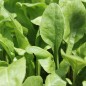 Preview: Schnitt-Mangold Verde da Taglio (Samen)