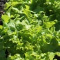 Preview: Salat Bionda a foglia di quercia (Samen)