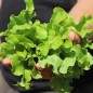 Preview: Salat Bionda a foglia di quercia (Samen)