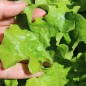Preview: Salat Bionda a foglia di quercia (Samen)