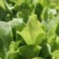 Preview: Schnittzichorie Zuccherina di Trieste (Samen)