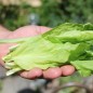 Preview: Schnittzichorie Zuccherina di Trieste (Samen)