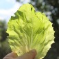 Preview: Schnittzichorie Zuccherina di Trieste (Samen)