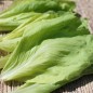 Preview: Schnittzichorie Zuccherina di Trieste (Samen)