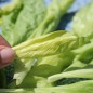 Preview: Schnittzichorie Zuccherina di Trieste (Samen)