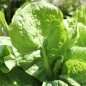 Preview: Schnittzichorie Zuccherina di Trieste (Samen)