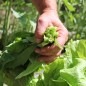 Preview: Schnittzichorie Zuccherina di Trieste (Samen)