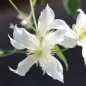 Preview: Schokoladenduftclematis (Pflanze)