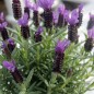 Preview: Schopflavendel blau (Samen)