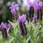Preview: Schopflavendel blau (Samen)