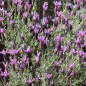 Preview: Schopflavendel blau (Samen)