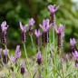 Preview: Schopflavendel blau (Samen)