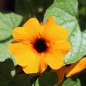 Preview: Schwarzäugige Susanne Orange Eye (Samen)