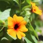 Preview: Schwarzäugige Susanne Orange Eye (Samen)