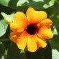 Preview: Schwarzäugige Susanne Orange Eye (Samen)