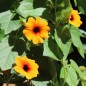 Preview: Schwarzäugige Susanne Orange Eye (Samen)
