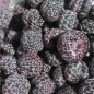 Preview: Schwarze Himbeere (Pflanze)