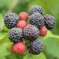 Preview: Schwarze Himbeere (Pflanze)
