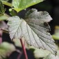 Preview: Johannisbeere Black’n Red (Pflanze)