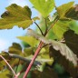 Preview: Johannisbeere Black’n Red (Pflanze)