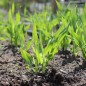 Preview: Schwarze Gerste (Samen)