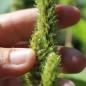 Preview: Schwarzer Perl-Amaranth (Samen)