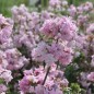 Preview: Seifenkraut gefüllt Auslese (Pflanze)