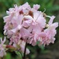 Preview: Seifenkraut gefüllt Auslese (Pflanze)