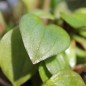 Preview: Sibirischer Winterportulak (Samen)