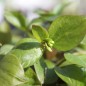 Preview: Sibirischer Winterportulak (Samen)