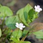 Preview: Sibirischer Winterportulak (Samen)