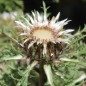 Preview: Silberdistel (Samen)