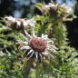 Preview: Silberdistel (Samen)