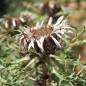 Preview: Silberdistel (Samen)
