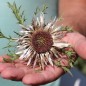 Preview: Silberdistel (Samen)