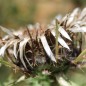 Preview: Silberdistel (Samen)
