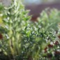 Preview: Silberdistel (Samen)