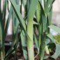 Preview: Sommer-Porree Früher Sommer (Samen)