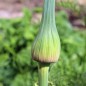 Preview: Sommer-Porree Früher Sommer (Samen)