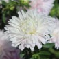 Preview: Sommeraster Appleblossom King Size  (Samen)