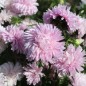 Preview: Sommeraster Appleblossom King Size  (Samen)