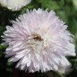 Preview: Sommeraster Appleblossom King Size  (Samen)