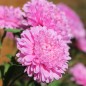 Preview: Sommeraster Bouquet Rose (Samen)