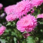 Preview: Sommeraster Bouquet Rose (Samen)