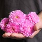 Preview: Sommeraster Bouquet Rose (Samen)