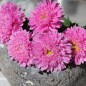 Preview: Sommeraster Bouquet Rose (Samen)